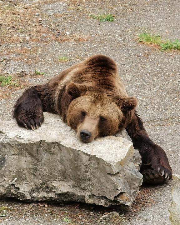 Wild- Und Freizeitpark